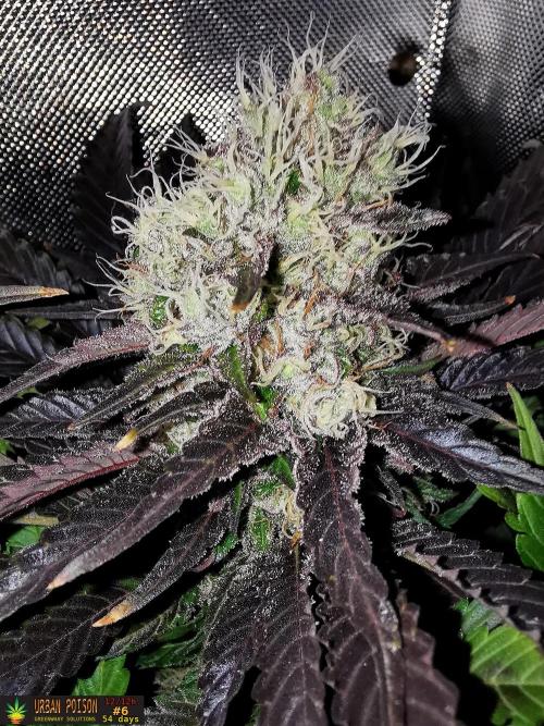 URBAN POISON, GreenWay Solutions.. Week 13 - 54d n6