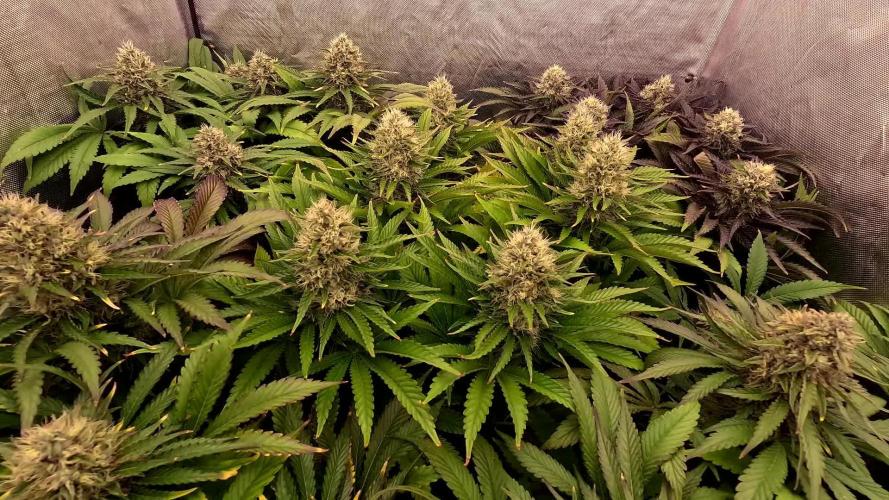 URBAN POISON, GreenWay Solutions.