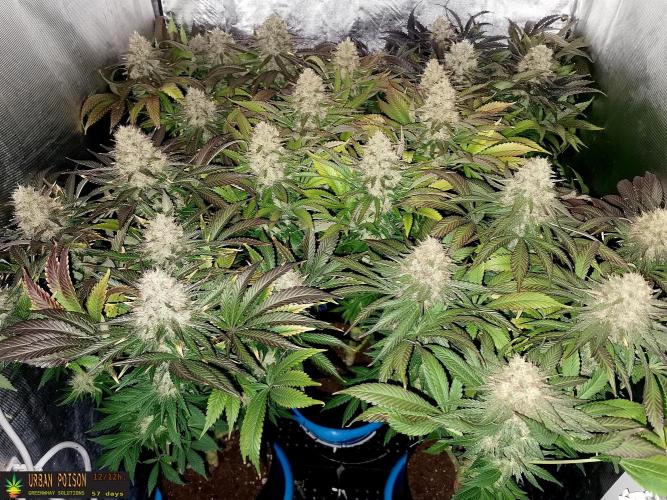 URBAN POISON, GreenWay Solutions.. Week 14 - 57d