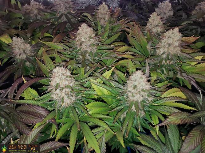 URBAN POISON, GreenWay Solutions.. Week 14 - 57d nº1