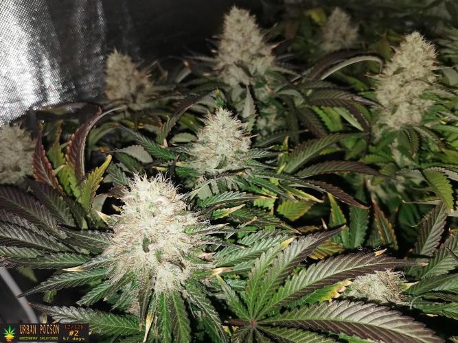 URBAN POISON, GreenWay Solutions.. Week 14 - 57d nº2