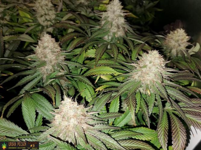 URBAN POISON, GreenWay Solutions.. Week 14 - 57d nº3