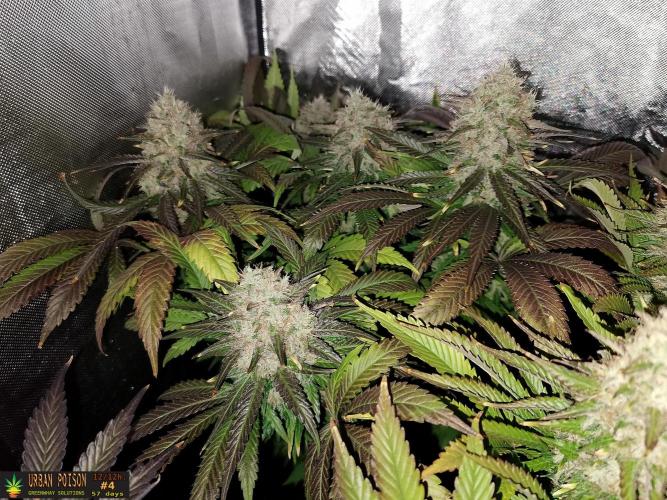 URBAN POISON, GreenWay Solutions.. Week 14 - 57d nº4