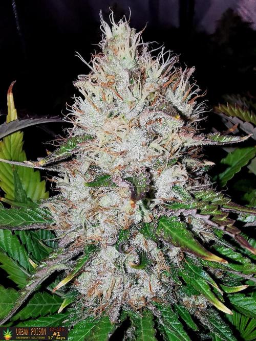 URBAN POISON, GreenWay Solutions.. Week 14