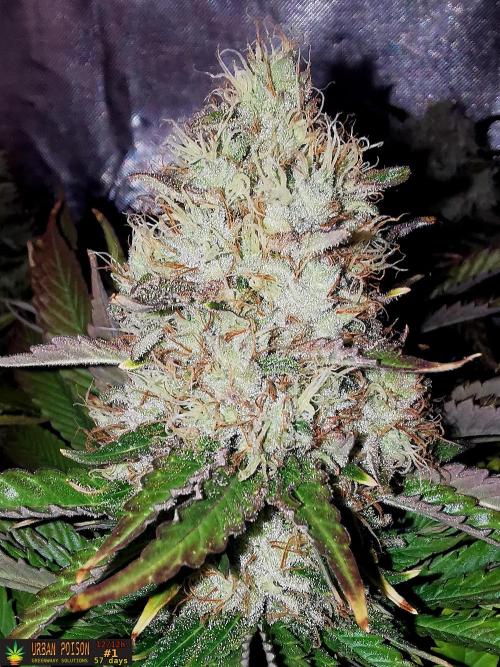 URBAN POISON, GreenWay Solutions.. Week 14