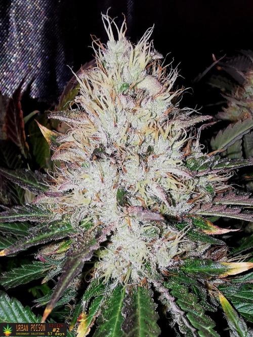 URBAN POISON, GreenWay Solutions.. Week 14