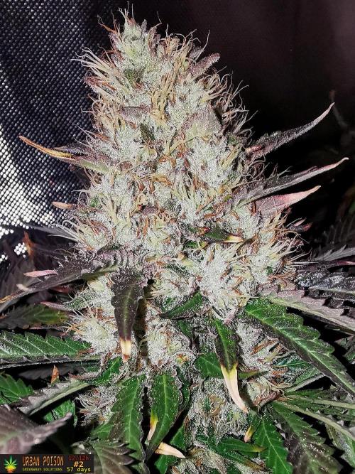 URBAN POISON, GreenWay Solutions.. Week 14