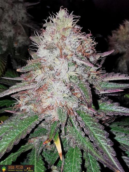 URBAN POISON, GreenWay Solutions.. Week 14