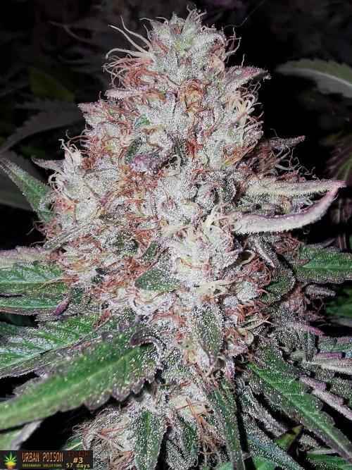 URBAN POISON, GreenWay Solutions.. Week 14