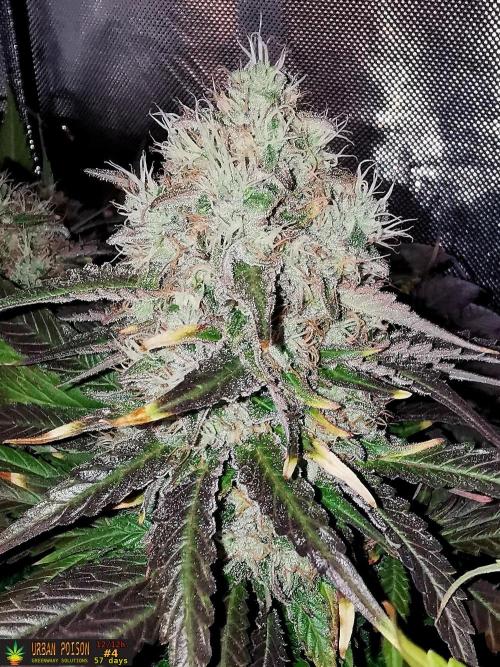 URBAN POISON, GreenWay Solutions.. Week 14