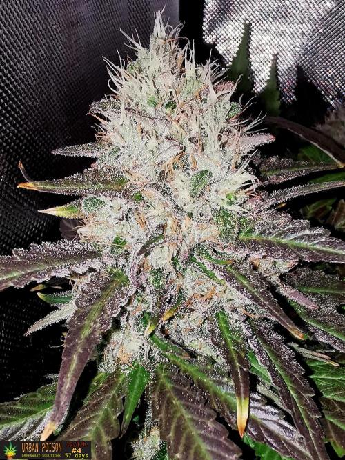 URBAN POISON, GreenWay Solutions.. Week 14