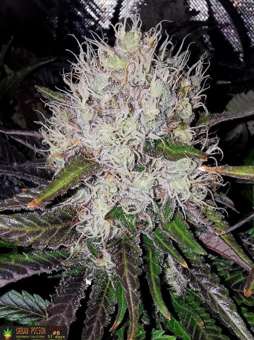 URBAN POISON, GreenWay Solutions.. Week 14