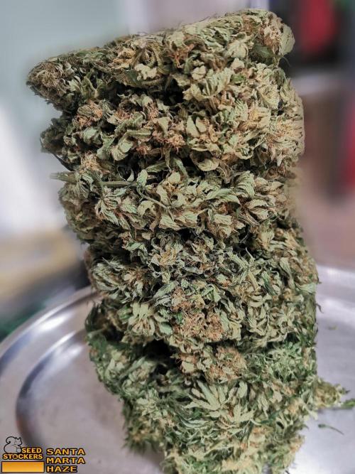 Santa Marta Haze  Int /ext.. Week 18