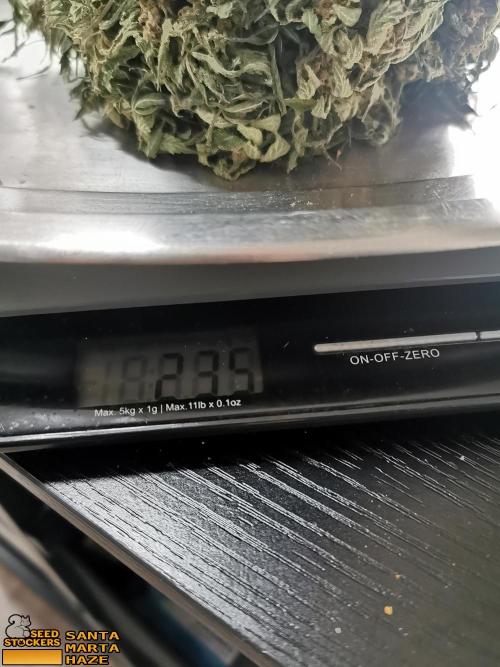 Santa Marta Haze  Int /ext.. Week 18 - 235 gr.