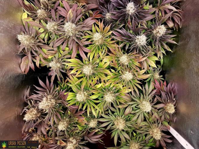 URBAN POISON, GreenWay Solutions.. Week 14 - 58d