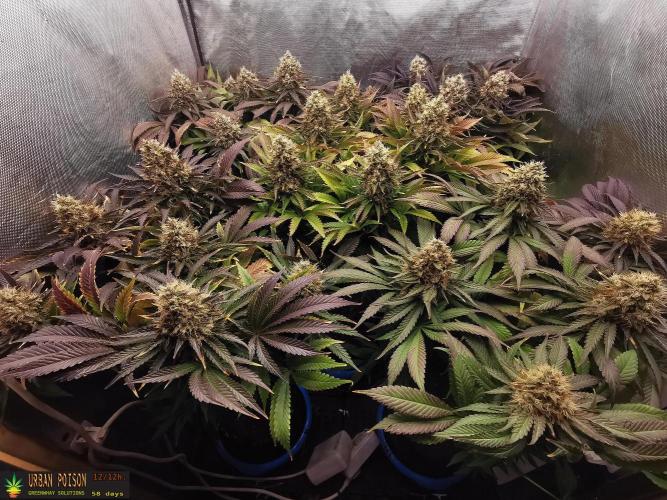 URBAN POISON, GreenWay Solutions.. Week 14 - 58d