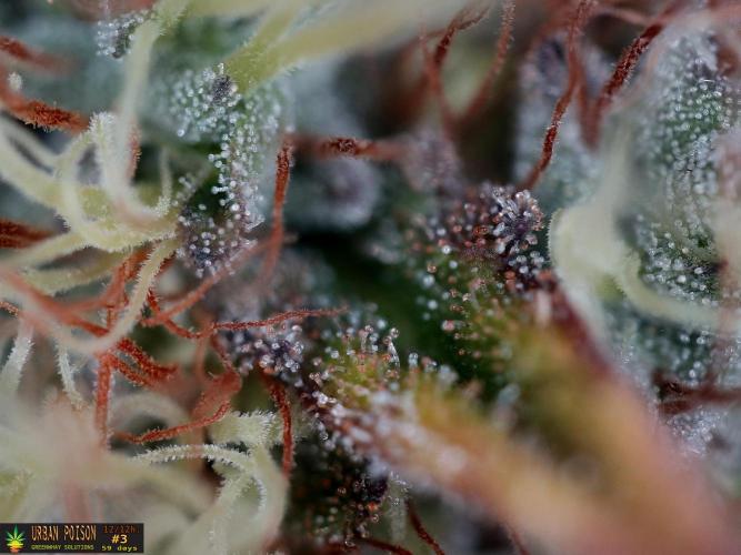 URBAN POISON, GreenWay Solutions.. Week 14 - 59d nº3