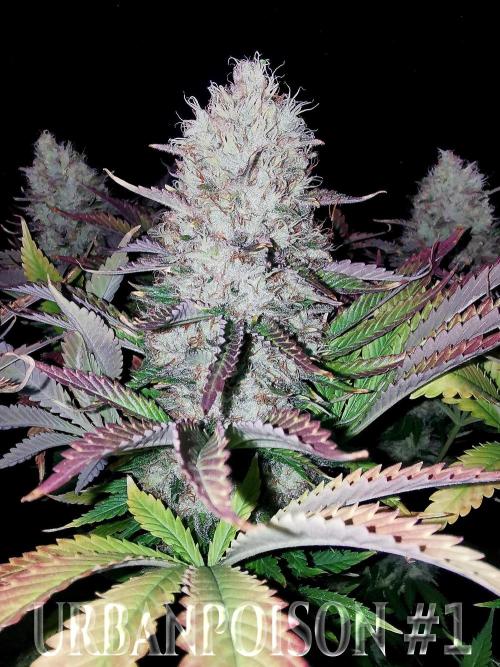 URBAN POISON, GreenWay Solutions.. Week 14 - Nº1 s