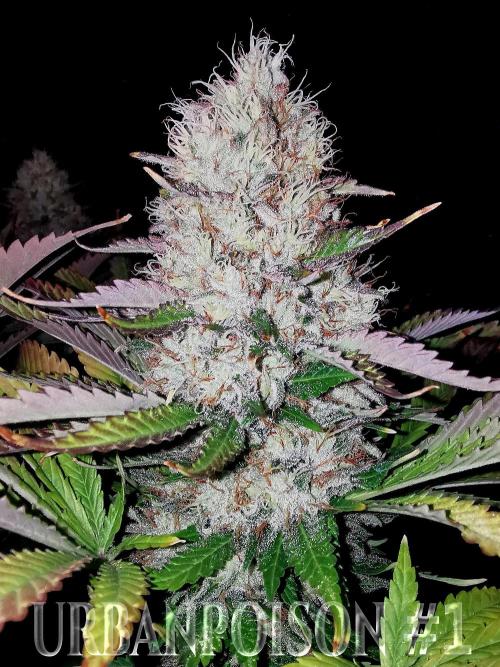 URBAN POISON, GreenWay Solutions.. Week 14 - Nº1 s