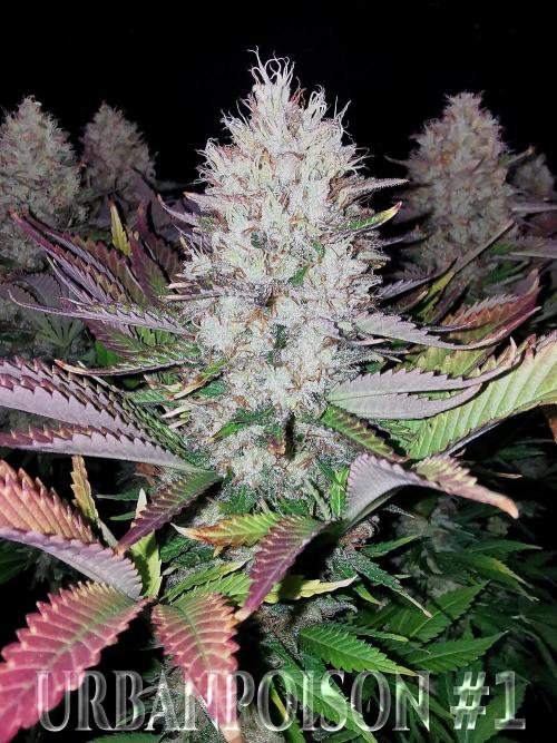 URBAN POISON, GreenWay Solutions.. Week 14 - Nº1 s