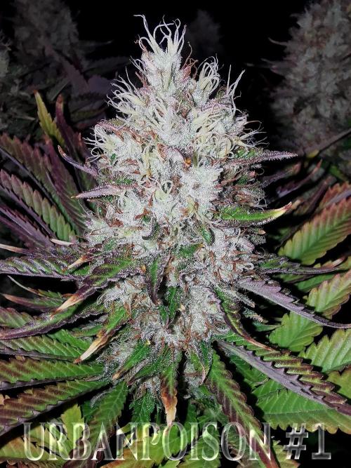 URBAN POISON, GreenWay Solutions.. Week 14 - Nº1 s