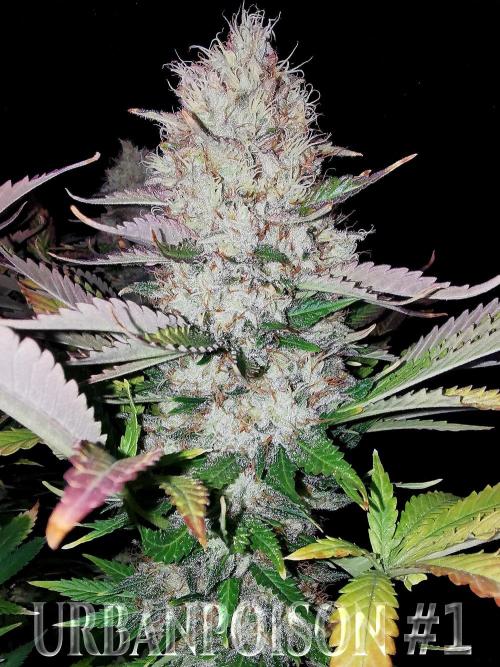 URBAN POISON, GreenWay Solutions.. Week 14 - Nº1