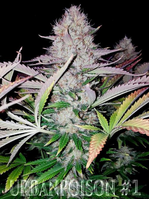 URBAN POISON, GreenWay Solutions.. Week 14 - Nº1