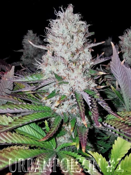 URBAN POISON, GreenWay Solutions.. Week 14 - Nº1 s