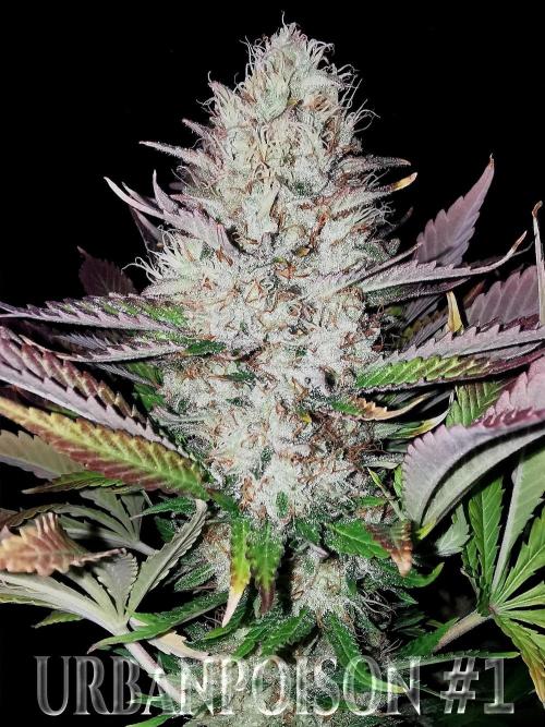 URBAN POISON, GreenWay Solutions.. Week 14 - Nº1