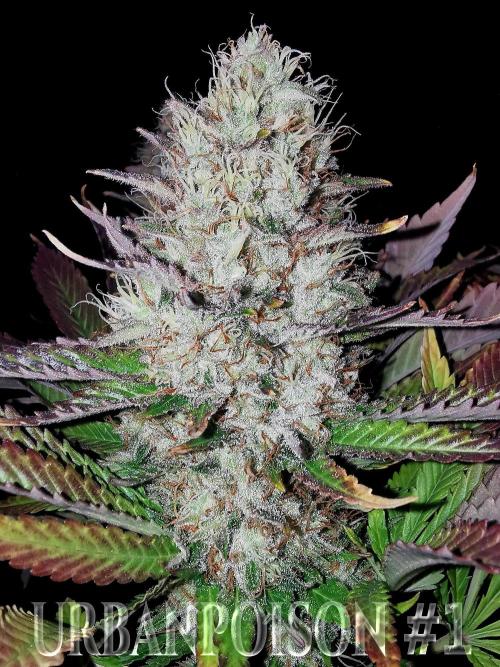 URBAN POISON, GreenWay Solutions.. Week 14 - Nº1