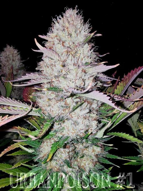 URBAN POISON, GreenWay Solutions.. Week 14 - Nº1 s