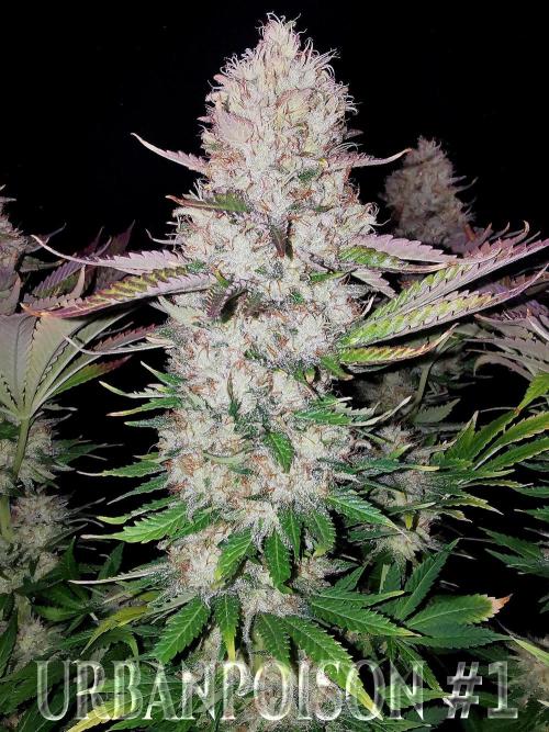 URBAN POISON, GreenWay Solutions.. Week 14 - Nº1