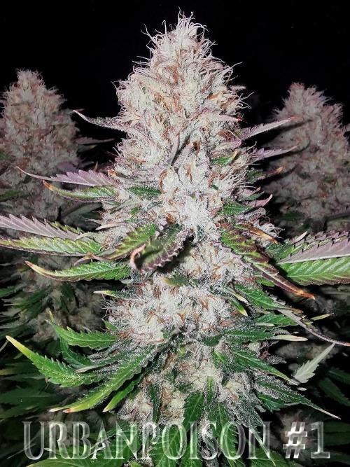 URBAN POISON, GreenWay Solutions.. Week 14 - Nº1 s