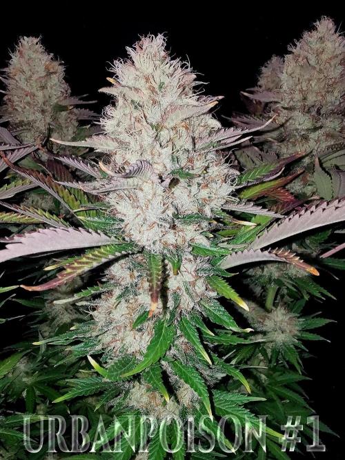 URBAN POISON, GreenWay Solutions.. Week 14 - Nº1 s