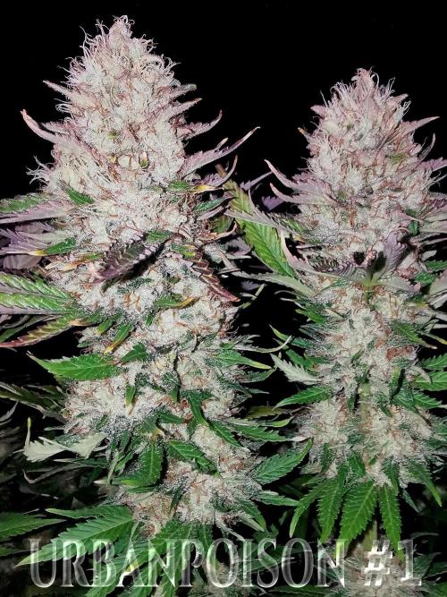 URBAN POISON, GreenWay Solutions.. Week 14 - Nº1 s