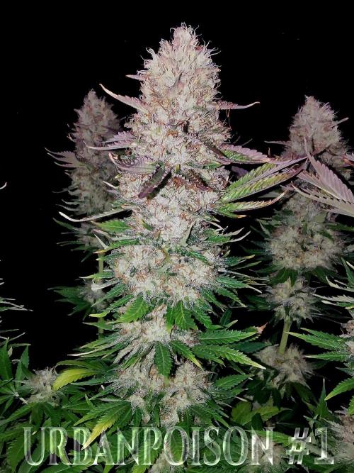 URBAN POISON, GreenWay Solutions.. Week 14 - Nº1