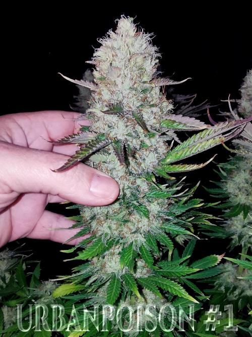 URBAN POISON, GreenWay Solutions.. Week 14 - Nº1 s