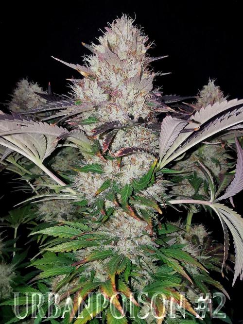 URBAN POISON, GreenWay Solutions.. Week 14 - Nº2 s