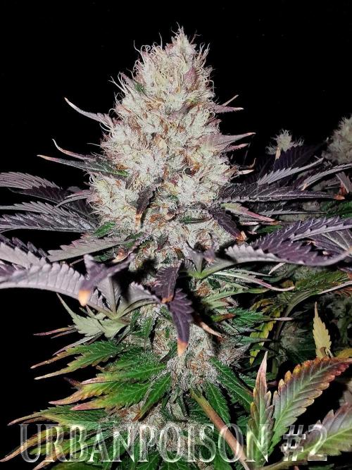 URBAN POISON, GreenWay Solutions.. Week 14 - Nº2