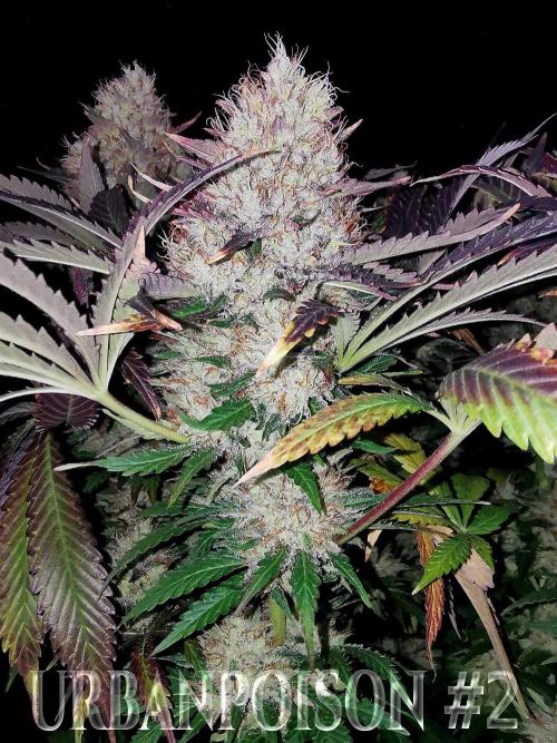 URBAN POISON, GreenWay Solutions.. Week 14 - Nº2