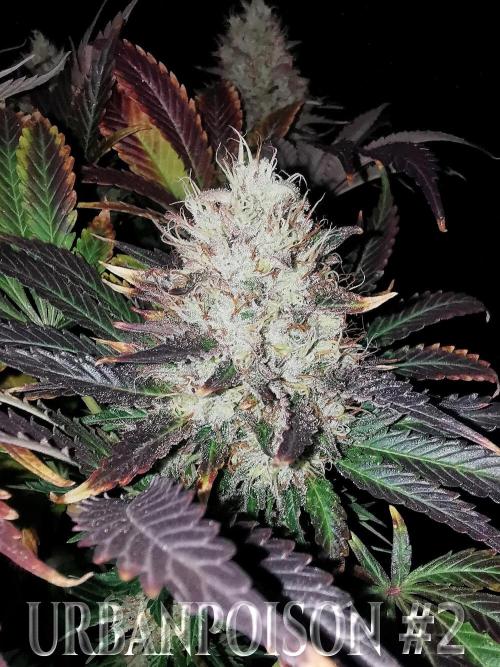 URBAN POISON, GreenWay Solutions.. Week 14 - Nº2