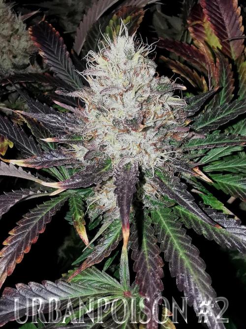 URBAN POISON, GreenWay Solutions.. Week 14 - Nº2 s