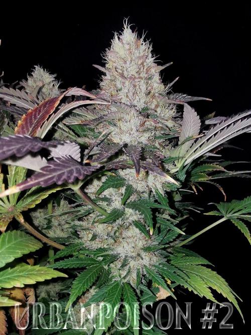 URBAN POISON, GreenWay Solutions.. Week 14 - Nº2