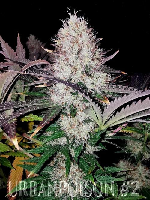 URBAN POISON, GreenWay Solutions.. Week 14 - Nº2