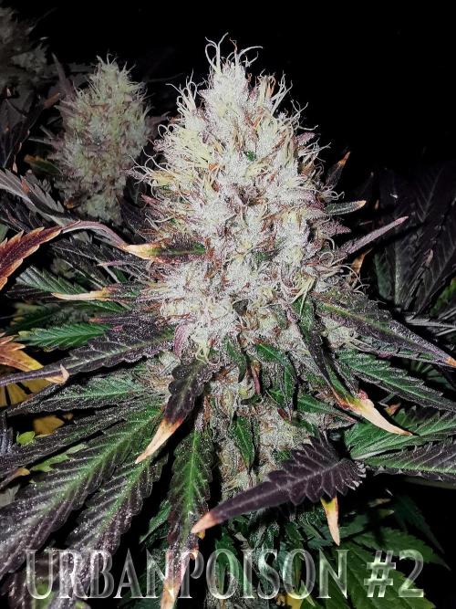 URBAN POISON, GreenWay Solutions.. Week 14 - Nº2 s