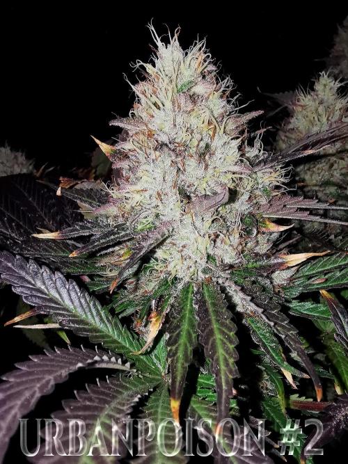 URBAN POISON, GreenWay Solutions.. Week 14 - Nº2 s