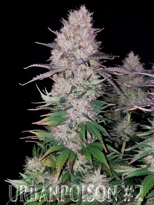 URBAN POISON, GreenWay Solutions.. Week 14 - Nº2 s