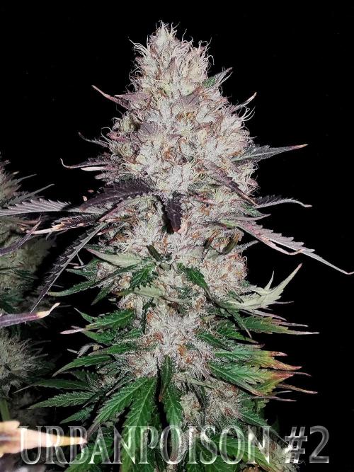 URBAN POISON, GreenWay Solutions.. Week 14 - Nº2 s