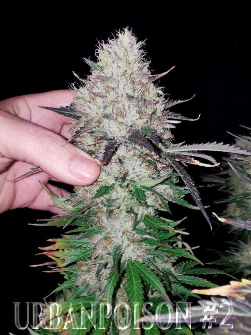 URBAN POISON, GreenWay Solutions.. Week 14 - Nº2 s