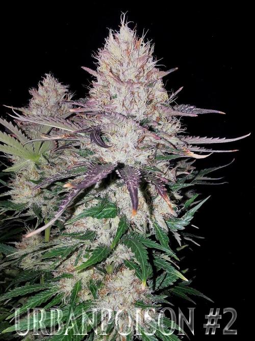 URBAN POISON, GreenWay Solutions.. Week 14 - Nº2